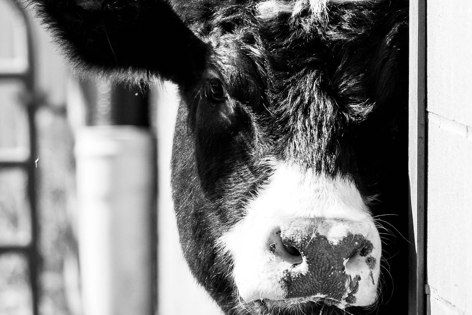 Breeding and Calving Cattle