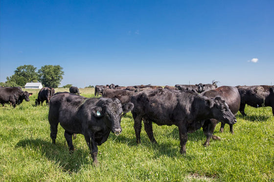 The Pusheta Creek Herd