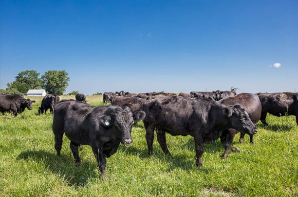 The Pusheta Creek Herd